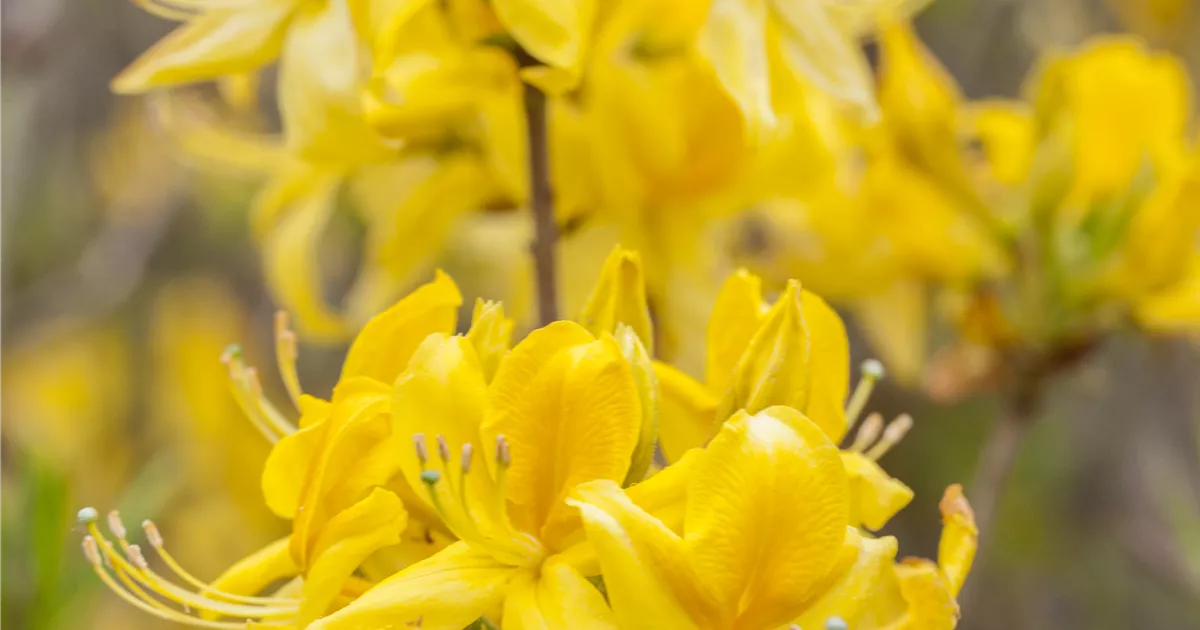 Rhododendron luteum 'Golden Sunset'