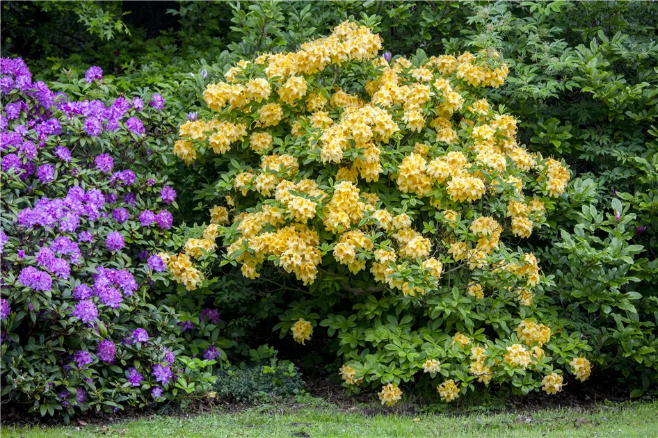 Rhododendron luteum 'Goldpracht'
