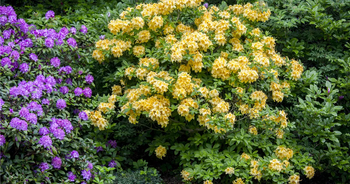 Rhododendron luteum 'Goldpracht'