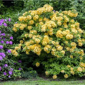 Rhododendron lut.'Goldpracht' II Rhododendron lut.'Goldpracht' II