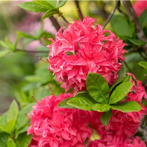 Rhododendron luteum 'Homebush'