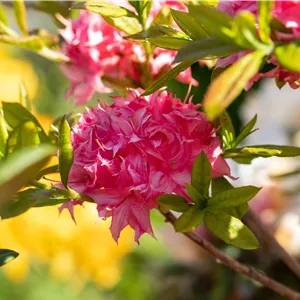 Rhododendron lut.'Homebush' II Rhododendron lut.'Homebush' II