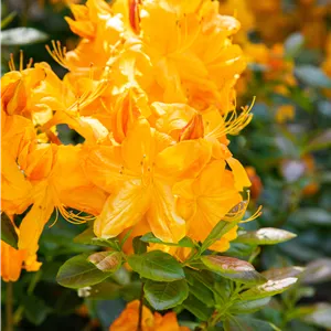 Rhododendron luteum 'Klondyke'