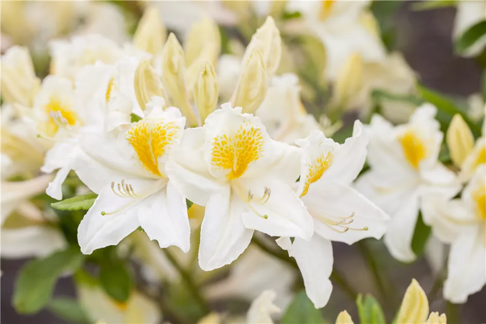 Rhododendron luteum 'Persil'