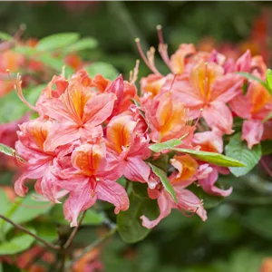 Rhododendron lut.'Pink Delight' I Rhododendron lut.'Pink Delight' I
