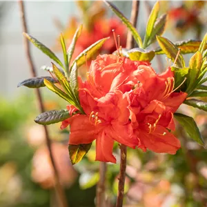 Rhododendron lut.'Royal Command' I Rhododendron lut.'Royal Command' I
