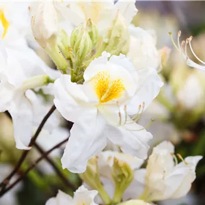 Rhododendron lut.'Schneegold' II Rhododendron lut.'Schneegold' II