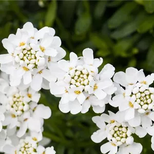 Die immergrüne Schleifenblume – Farbe garantiert