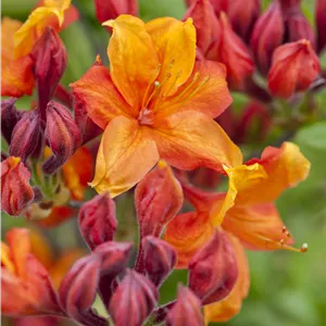 Rhododendron lut.'Sunny Boy' I Rhododendron lut.'Sunny Boy' I