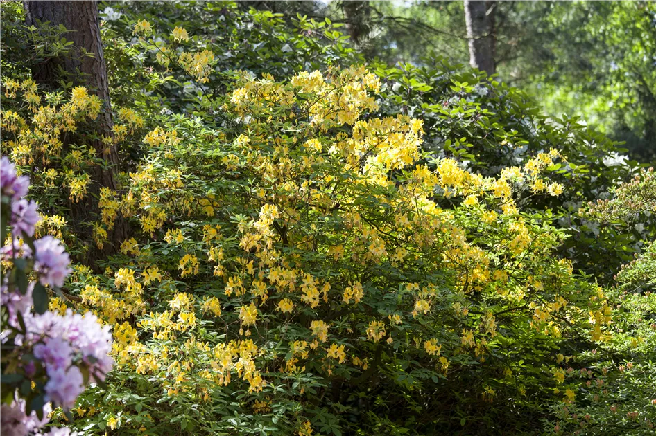 thuja gardens STING® Arborvitae – Creekside Nursery, Inc