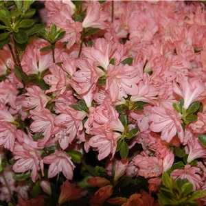 Rhododendron obt.'Blaauw's Pink' II Rhododendron obt.'Blaauw's Pink' II