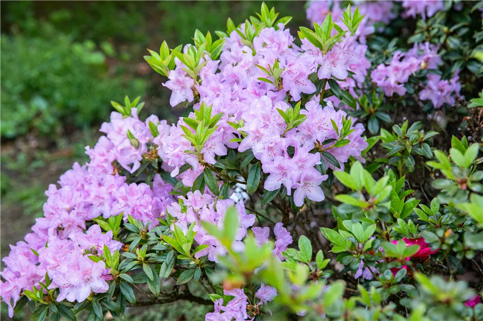 Rhododendron obt.'Blue Danube' II