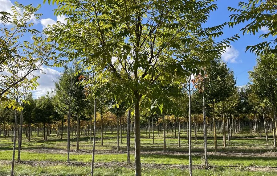 Phellodendron amurense 20-25; 150-200 x 400-500 (3).JPG
