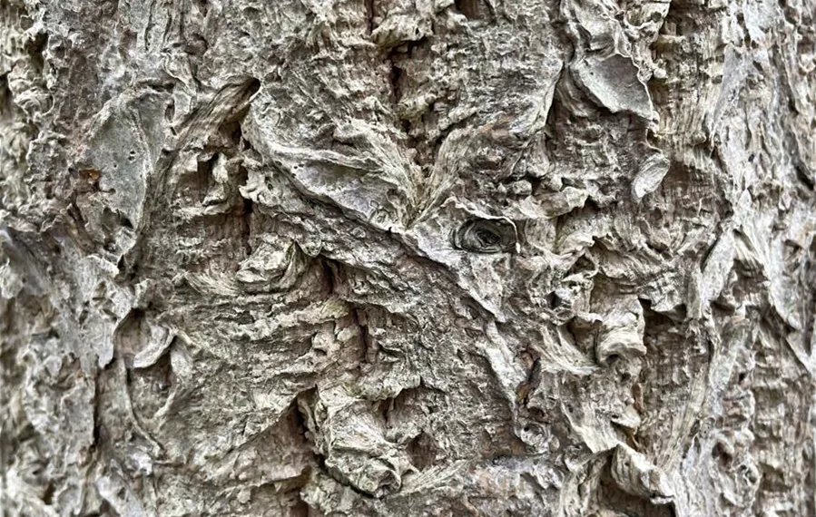 Phellodendron amurense Detail (3).JPG