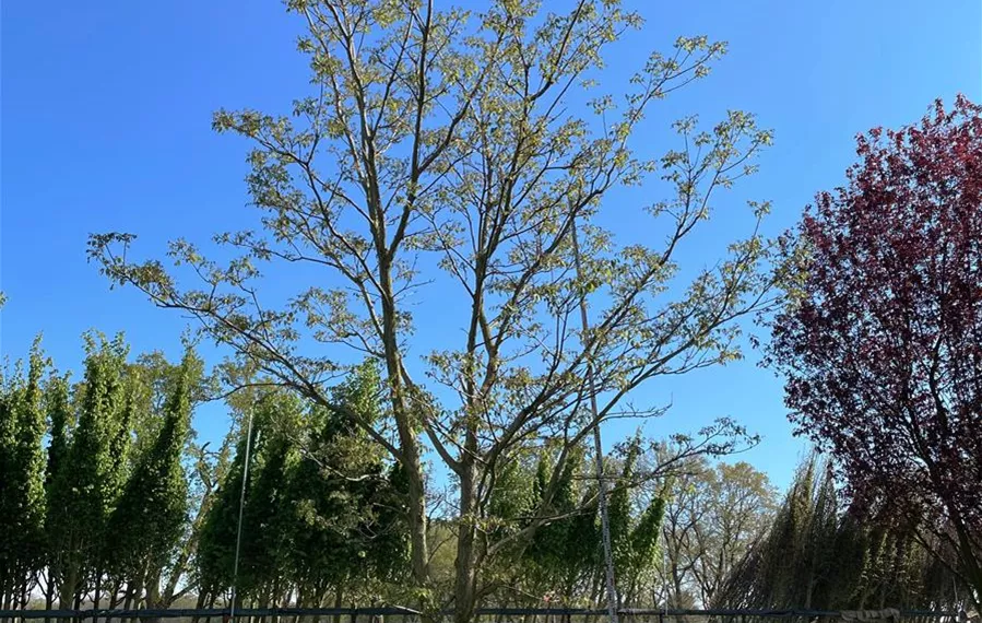 Phellodendron amurense mehrst. auf einem Grundstamm 300-400 x 600-700 (3).JPG