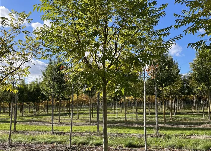 Pflanze des Monats Juli 2025: Phellodendron amurense (Echter Korkbaum)