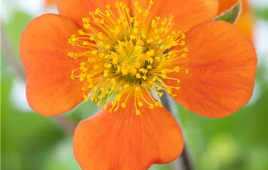 Geum coccineum 'Borisii' Geum coccineum 'Borisii'