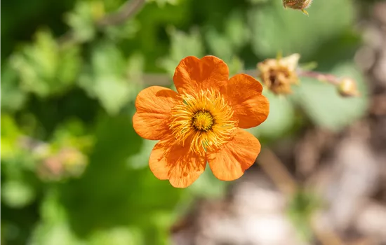 Geum coccineum 'Borisii', veg.