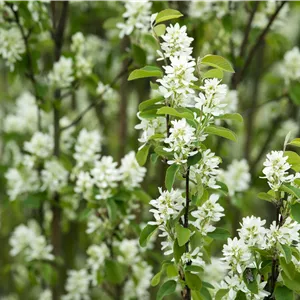 Amelanchier rotundifolia