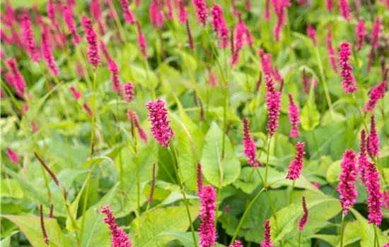 Bistorta amplexicaulis 'Atropurpurea'