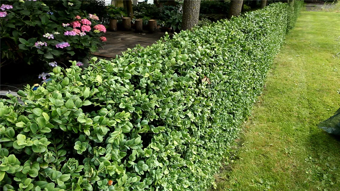 Buxus sempervirens var.arborescens