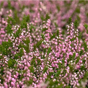 Calluna vulgaris 'J.H.Hamilton'