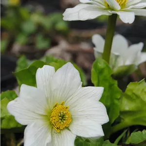 Caltha palustris var.alba Caltha palustris var.alba