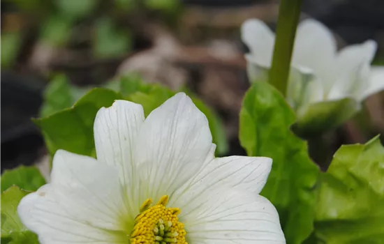 Caltha palustris var. alba