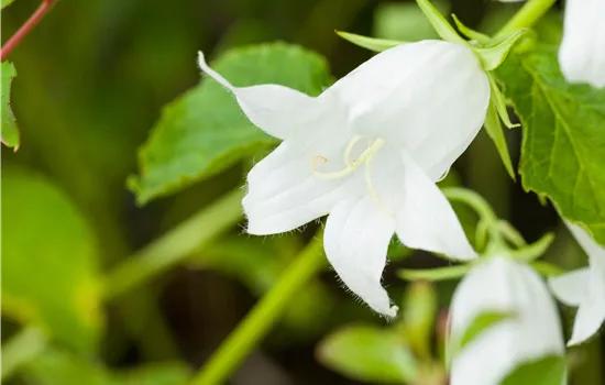 Campanula latifolia var. macrantha 'Alba'