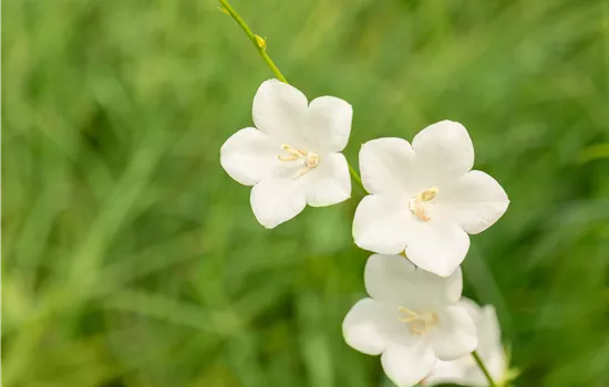 Campanula persicifolia 'Grandiflora Alba'