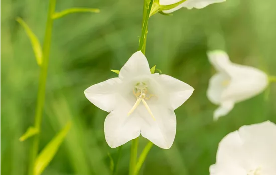 Campanula persicif.'Grandiflora Alba' Campanula persicif.'Grandiflora Alba'