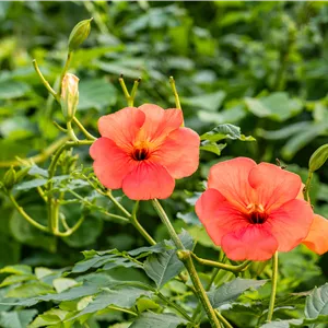 Campsis tagliabuana 'Mme Galen' Campsis tagliabuana 'Mme Galen'