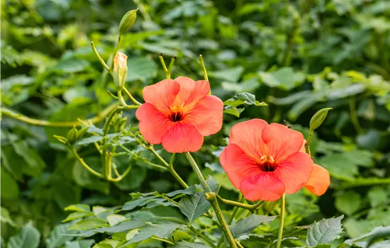 Campsis x tagliabuana 'Madame Galen' Campsis x tagliabuana 'Madame Galen'