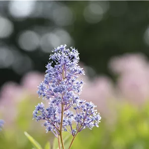 Ceanothus delilianus 'Gloire d.Versailles' Ceanothus delilianus 'Gloire d.Versailles'