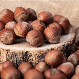 Corylus avellana 'Wunder aus Bollweiler'