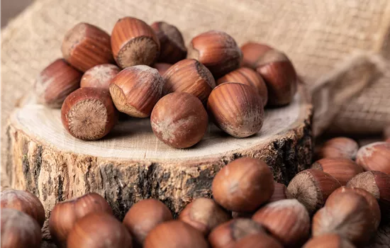 Corylus avellana 'Wunder aus Bollweiler' Corylus avellana 'Wunder aus Bollweiler'