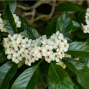 Crataegus persimilis Crataegus persimilis
