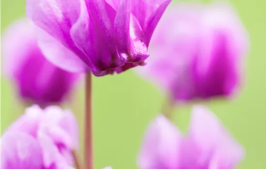 Cyclamen hederifolium, rosa