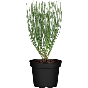 Cytisus praecox Cytisus praecox