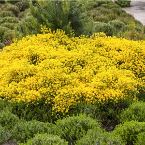 Cytisus beanii