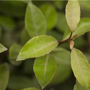 Elaeagnus ebbingei Elaeagnus ebbingei