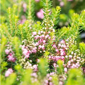 Erica vagans 'St.Keverne'