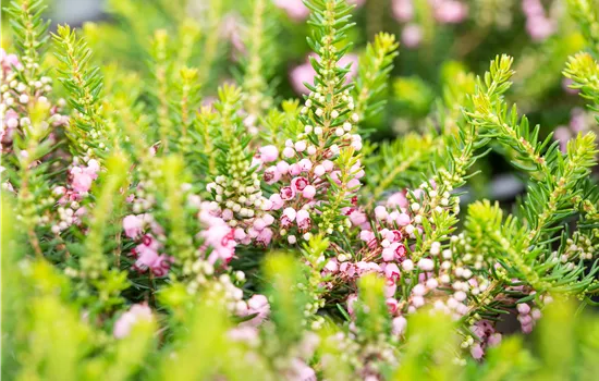 Erica vagans 'St. Keverne'