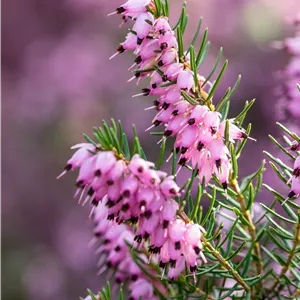 Erica x darleyensis 'Darley Dale'
