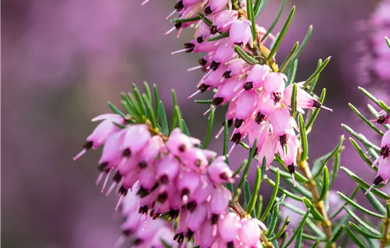 Erica darleyensis 'Darley Dale'