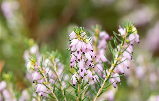 Erica darleyensis 'Darley Dale'