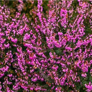 Erica x darleyensis 'Kramer's Rote'