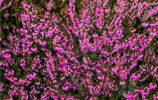 Erica darleyensis 'Kramer´s Rote'