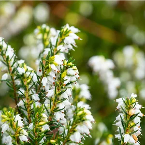 Erica x darleyensis 'White Perfection'