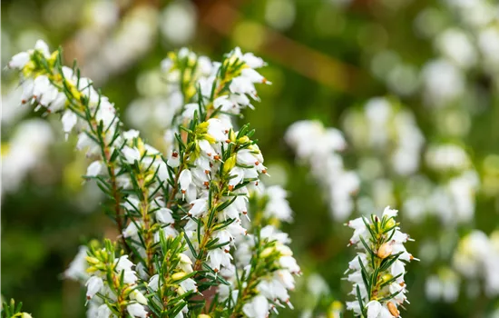 Erica darleyensis 'White Perfection'